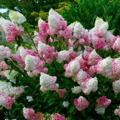 Гортензия  Гортензия в Бресте