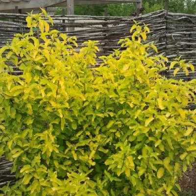 Кизил  Кизил в Бресте