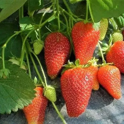 Клубника РОКСАНА  Клубника РОКСАНА в Бресте