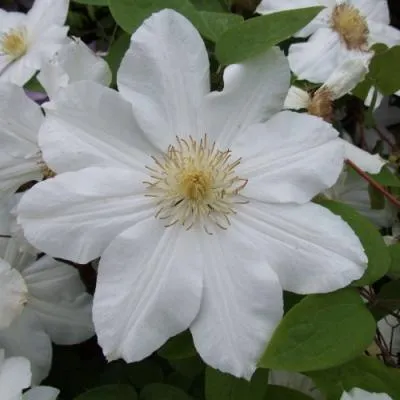 Клематис  Клематис в Бресте