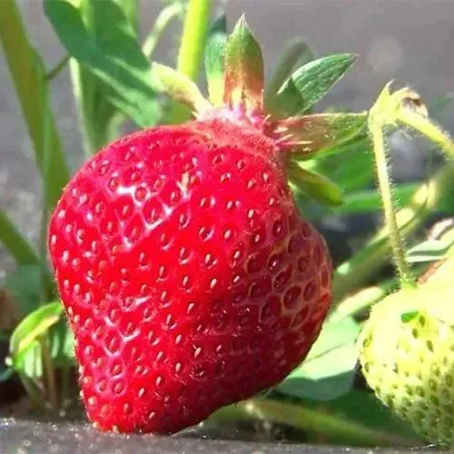 Клубника ХОНЕЙ  Клубника ХОНЕЙ в Бресте