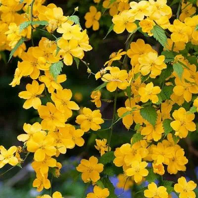 Керрия  Керрия в Бресте