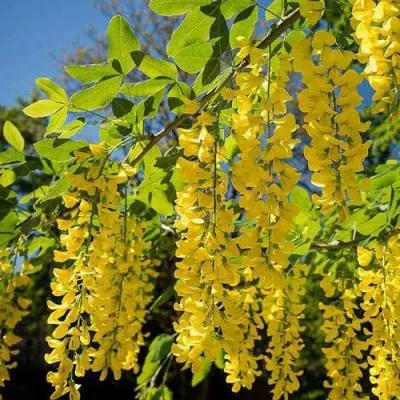 Бобовник  Бобовник в Бресте