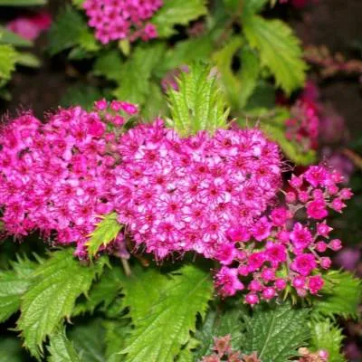 Спирея КРИСПА японская  Спирея КРИСПА японская в Бресте