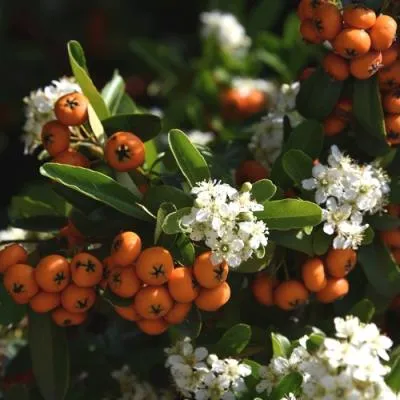 Пираканта  Пираканта в Бресте