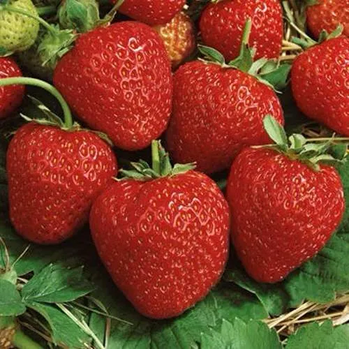 Клубника КОРОНА  Клубника КОРОНА в Бресте