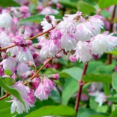 Дейция  Дейция в Бресте