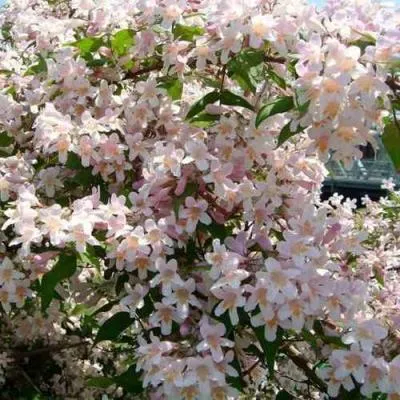 Кольквиция  Кольквиция в Бресте