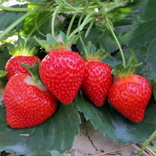 Клубника ТЕА  Клубника ТЕА в Бресте