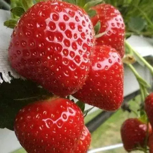 Клубника АРГЕНТЕРА  Клубника АРГЕНТЕРА в Бресте