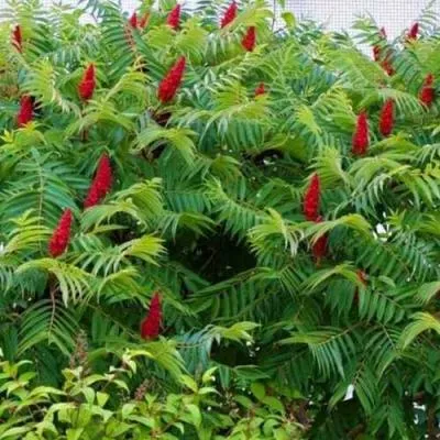 Сумах  Сумах в Бресте