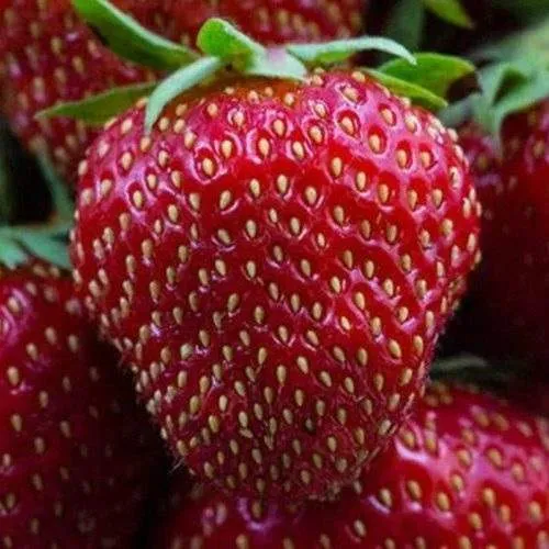 Клубника НАНДИ  Клубника НАНДИ в Бресте