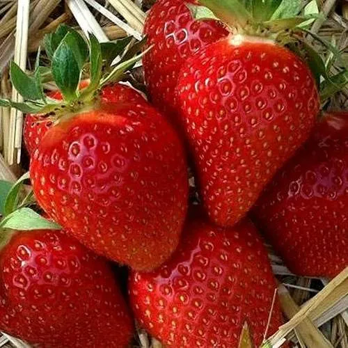 Клубника СИБИЛЛА  Клубника СИБИЛЛА в Бресте