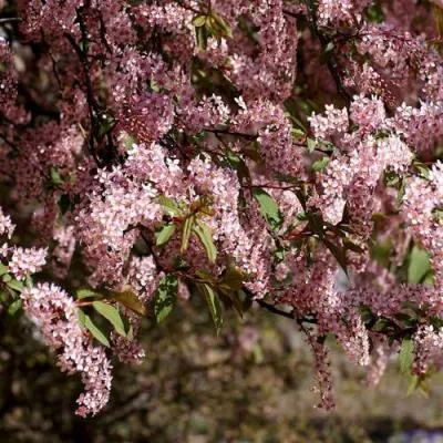 Черемуха  Черемуха в Бресте