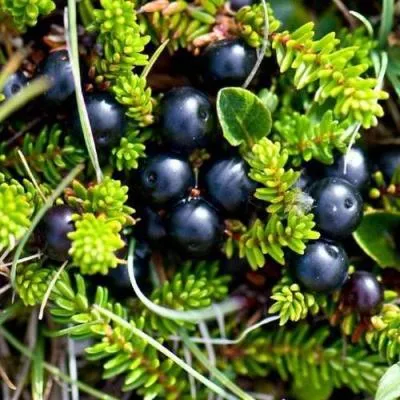 Водяника  Водяника в Бресте