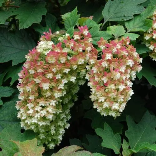 Гортензия дуболистная.jpg Гортензия дуболистная.jpg