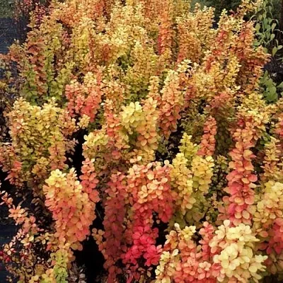 Барбарис САММЕР САНСЕТ тунберга  Барбарис САММЕР САНСЕТ тунберга в Бресте