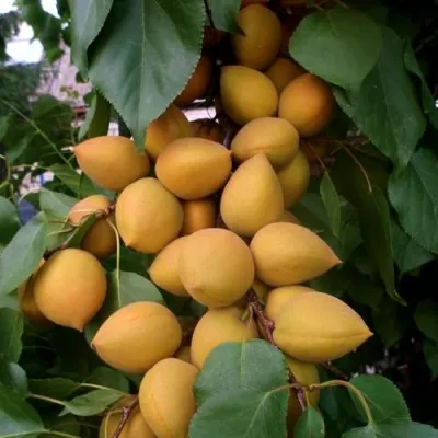 Абрикос МАНИТОБА — описание сорта Абрикос МАНИТОБА в Бресте