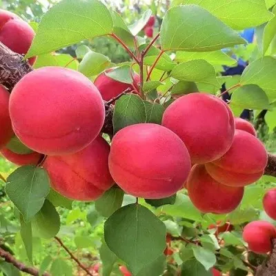 Абрикос ХАРОСТОР — описание сорта Абрикос ХАРОСТОР в Бресте