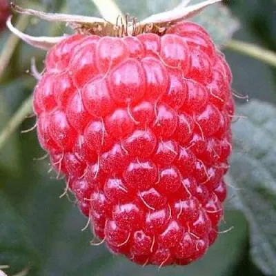 Малина ремонтантная Брусвяна Малина ремонтантная Брусвяна