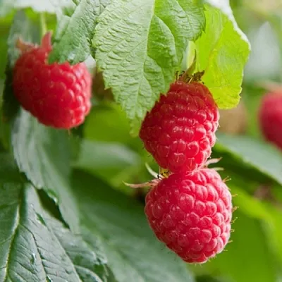 Малина МАРАВИЛЛА  Малина МАРАВИЛЛА в Бресте