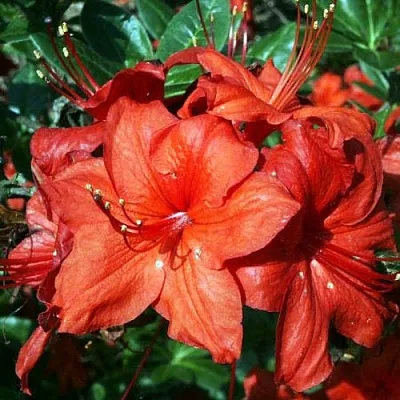 Азалия ДОЛОРОСО листопадная  Азалия ДОЛОРОСО листопадная в Бресте