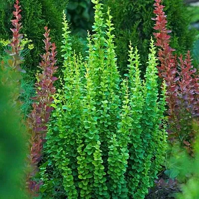 Барбарис ЭРЕКТА тунберга  Барбарис ЭРЕКТА тунберга в Бресте