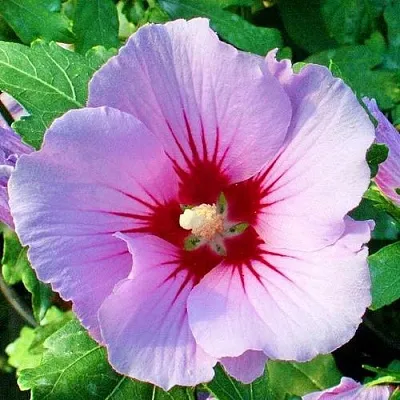 Гибискус ПИНК ФЛИРТ сирийский  Гибискус ПИНК ФЛИРТ сирийский в Бресте