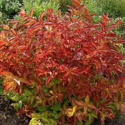 Вейгела ОГНЕННЫЕ КРЫЛЬЯ  Вейгела ОГНЕННЫЕ КРЫЛЬЯ в Бресте