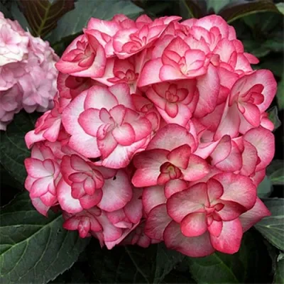 Гортензия Ю ЭНД МИ МИСС САОРИ крупнолистная  Гортензия Ю ЭНД МИ МИСС САОРИ крупнолистная в Бресте