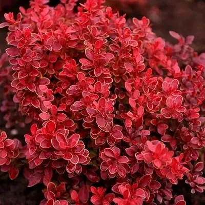 Барбарис РЕД ХОТ ЧИЛИ тунберга  Барбарис РЕД ХОТ ЧИЛИ тунберга в Бресте