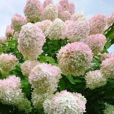 Гортензия ГРАНДИФЛОРА метельчатая  Гортензия ГРАНДИФЛОРА метельчатая в Бресте
