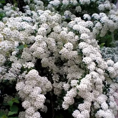 Спирея ВАНГУТТА  Спирея ВАНГУТТА в Бресте