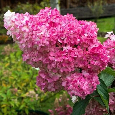 Гортензия МЕГА МИНДИ метельчатая  Гортензия МЕГА МИНДИ метельчатая в Бресте