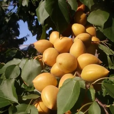 Абрикос МАНИТОБА — описание сорта Абрикос МАНИТОБА в Бресте