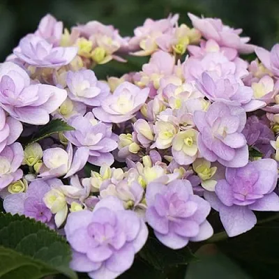 Гортензия Ю ЭНД МИ ФОРЕВЕР крупнолистная  Гортензия Ю ЭНД МИ ФОРЕВЕР крупнолистная в Бресте