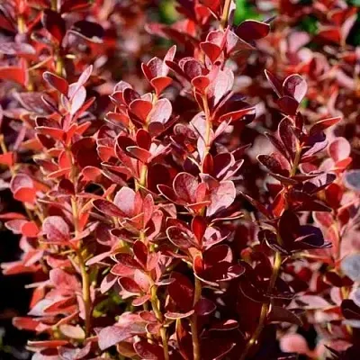 Барбарис ВУЛКАНО тунберга  Барбарис ВУЛКАНО тунберга в Бресте