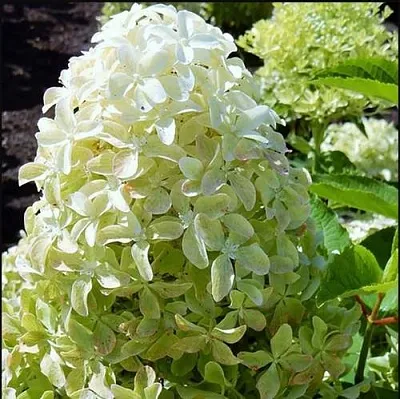 гортензия мэджикал лайм спаркл гортензия мэджикал лайм спаркл