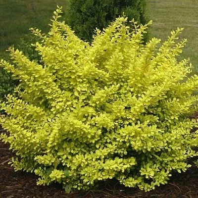 Барбарис АУРЕА тунберга  Барбарис АУРЕА тунберга в Бресте