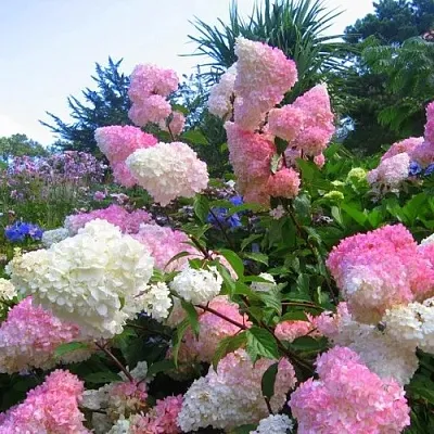 Гортензия ВАНИЛЛА ФРАЙЗ метельчатая  Гортензия ВАНИЛЛА ФРАЙЗ метельчатая в Бресте