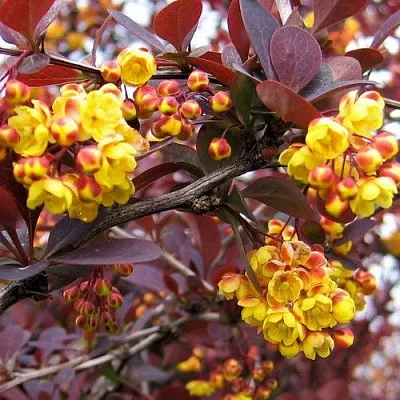 Барбарис СУПЕРБА оттавский   Барбарис СУПЕРБА оттавский  в Бресте