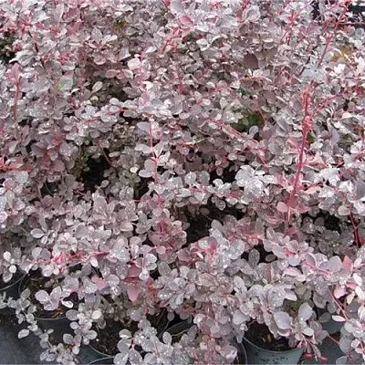 Барбарис СИЛЬВЕР МИЛЕС оттавский   Барбарис СИЛЬВЕР МИЛЕС оттавский  в Бресте