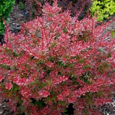 Барбарис ГОЛДЕН РИНГ тунберга  Барбарис ГОЛДЕН РИНГ тунберга в Бресте