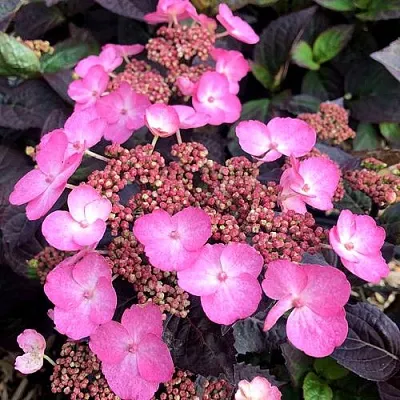 Гортензия ДАРЕДЕВИЛ пильчатая  Гортензия ДАРЕДЕВИЛ пильчатая в Бресте