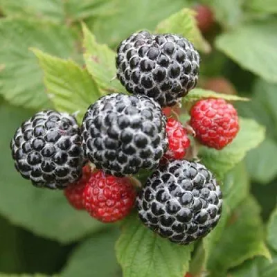 Малина ремонтантная Кумберленд Малина ремонтантная Кумберленд