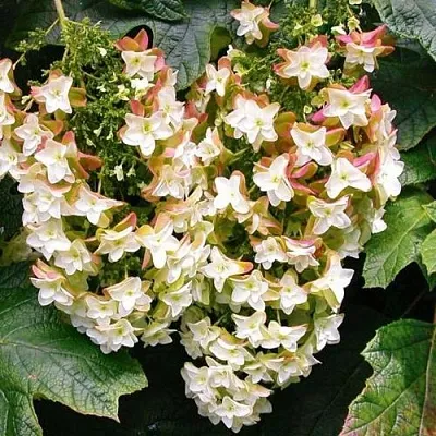 Гортензия БЛЭК ПОРШ дуболистная  Гортензия БЛЭК ПОРШ дуболистная в Бресте