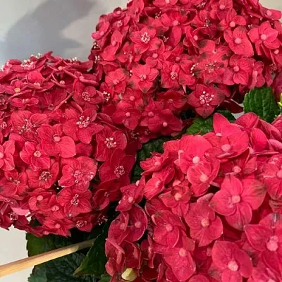 Гортензия ЭНДЛЕСС САММЕР ЛАВ крупнолистная  Гортензия ЭНДЛЕСС САММЕР ЛАВ крупнолистная в Бресте