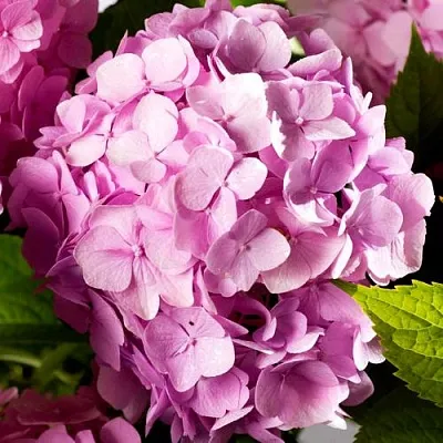 Гортензия БУКЕТ РОУЗ крупнолистная  Гортензия БУКЕТ РОУЗ крупнолистная в Бресте