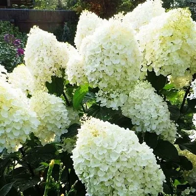 Гортензия СИЛЬВЕР ДОЛЛАР метельчатая  Гортензия СИЛЬВЕР ДОЛЛАР метельчатая в Бресте