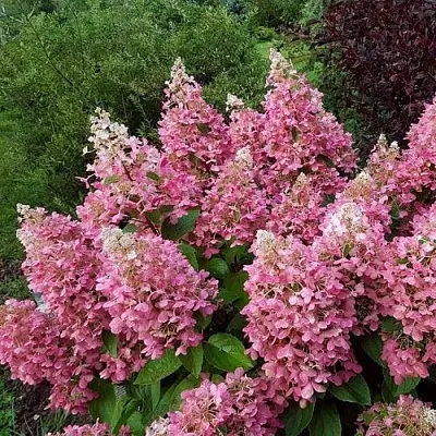 Гортензия ПИНКИ ВИНКИ метельчатая  Гортензия ПИНКИ ВИНКИ метельчатая в Бресте